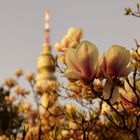 Magnolie und Florian Fernsehturm