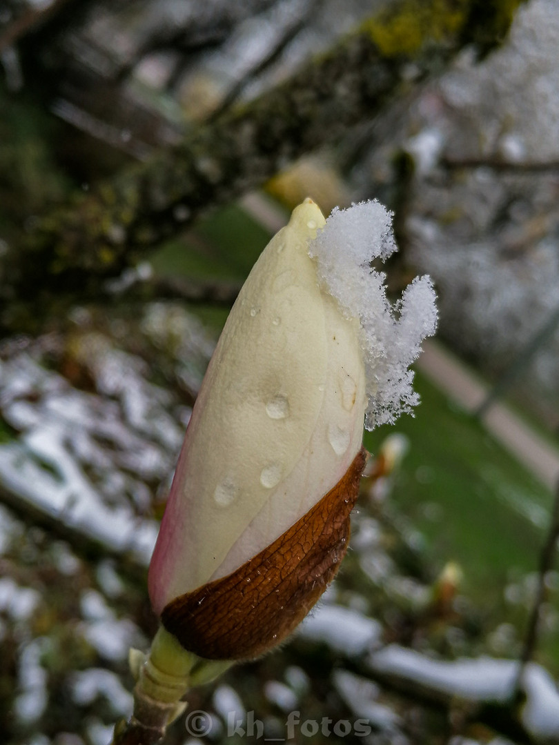 Magnolie und Schnee