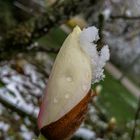 Magnolie und Schnee