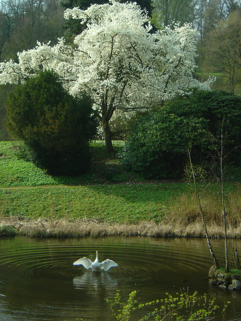 Magnolie und Schwan