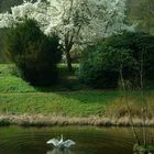 Magnolie und Schwan