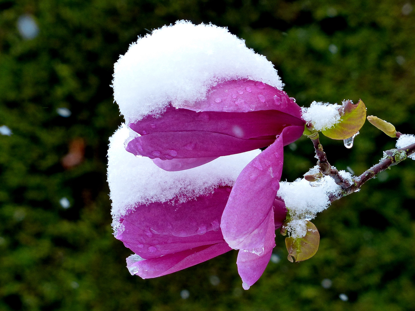 Magnolie unter der Haube