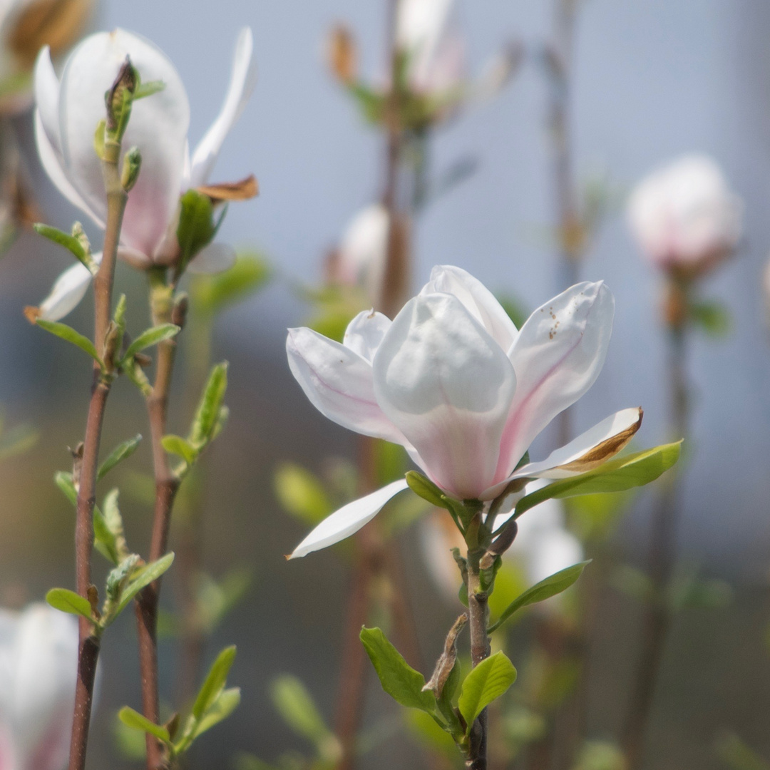 Magnolie verblüht