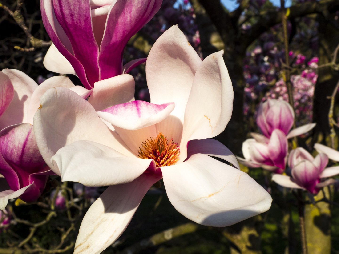 Magnolie, voll aufgeblüht