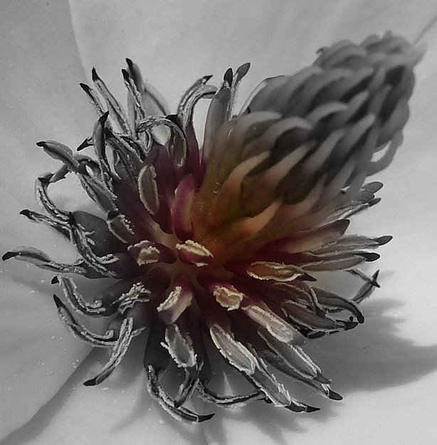 Magnolie von Innen (Experiment)