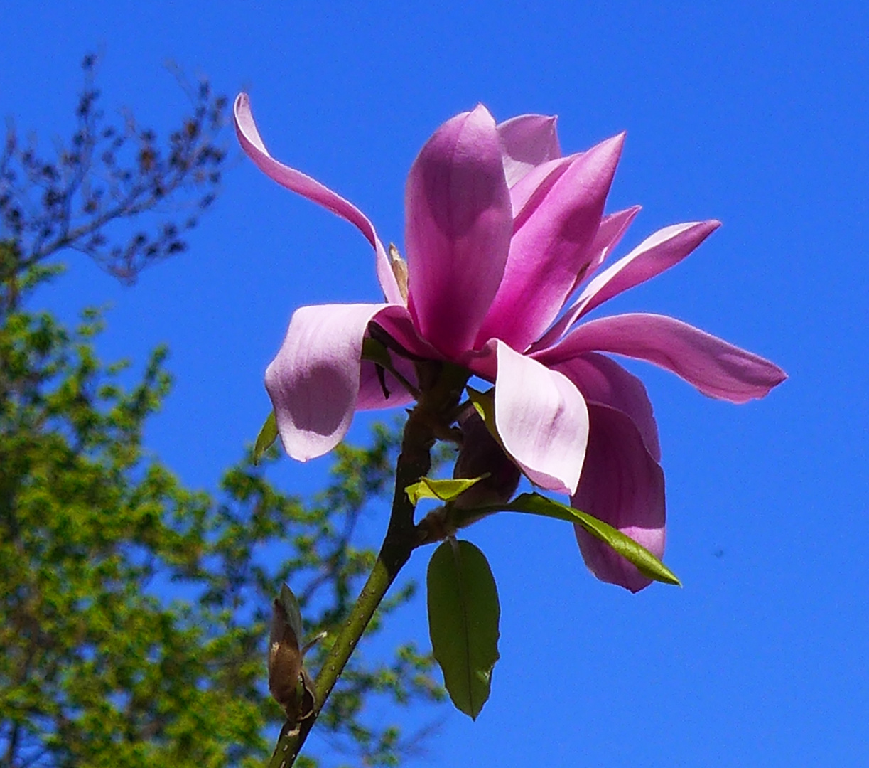 Magnolie vor blauem Himmel