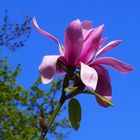 Magnolie vor blauem Himmel