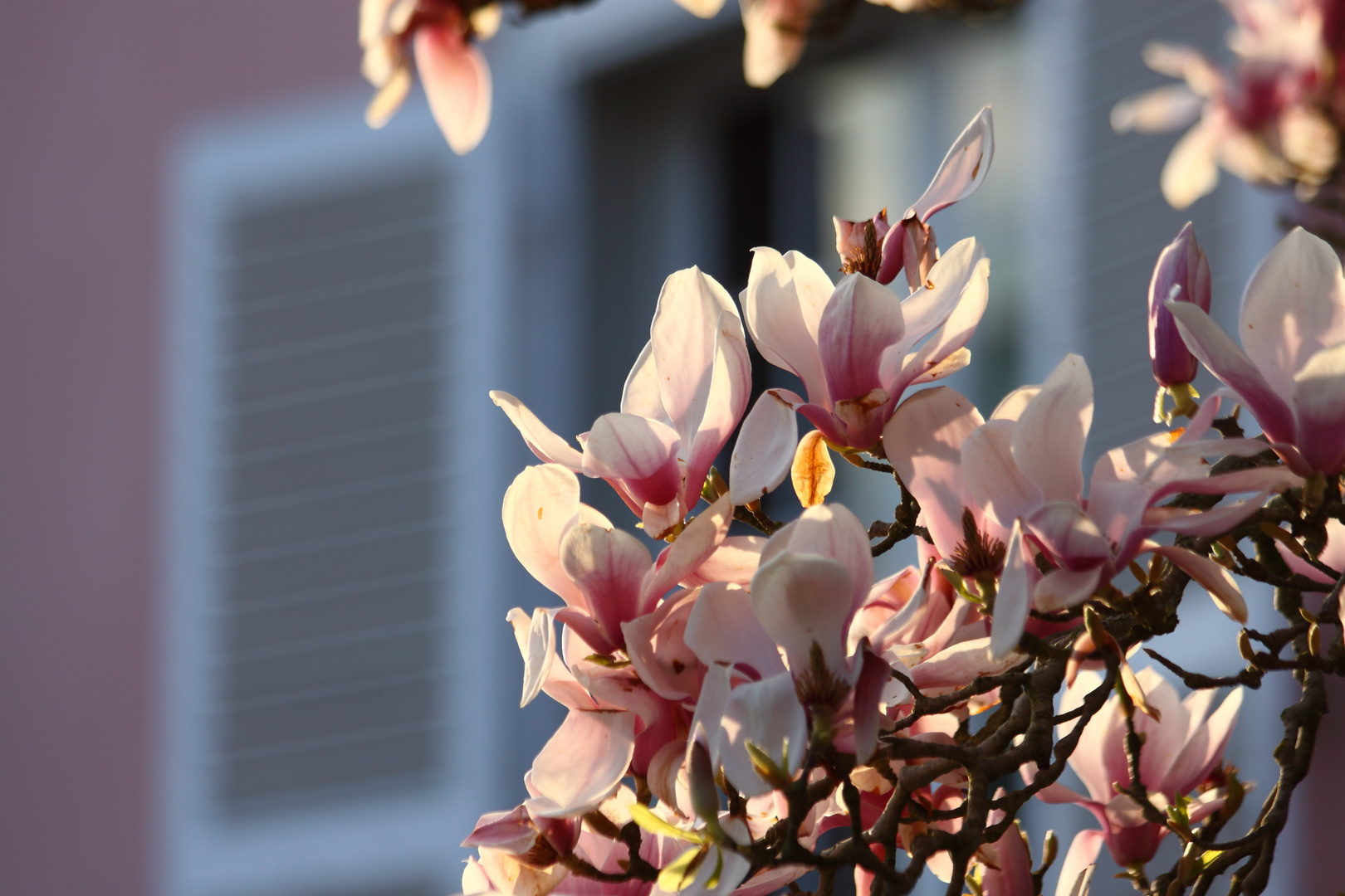 Magnolie vor dem Schloß Benrath