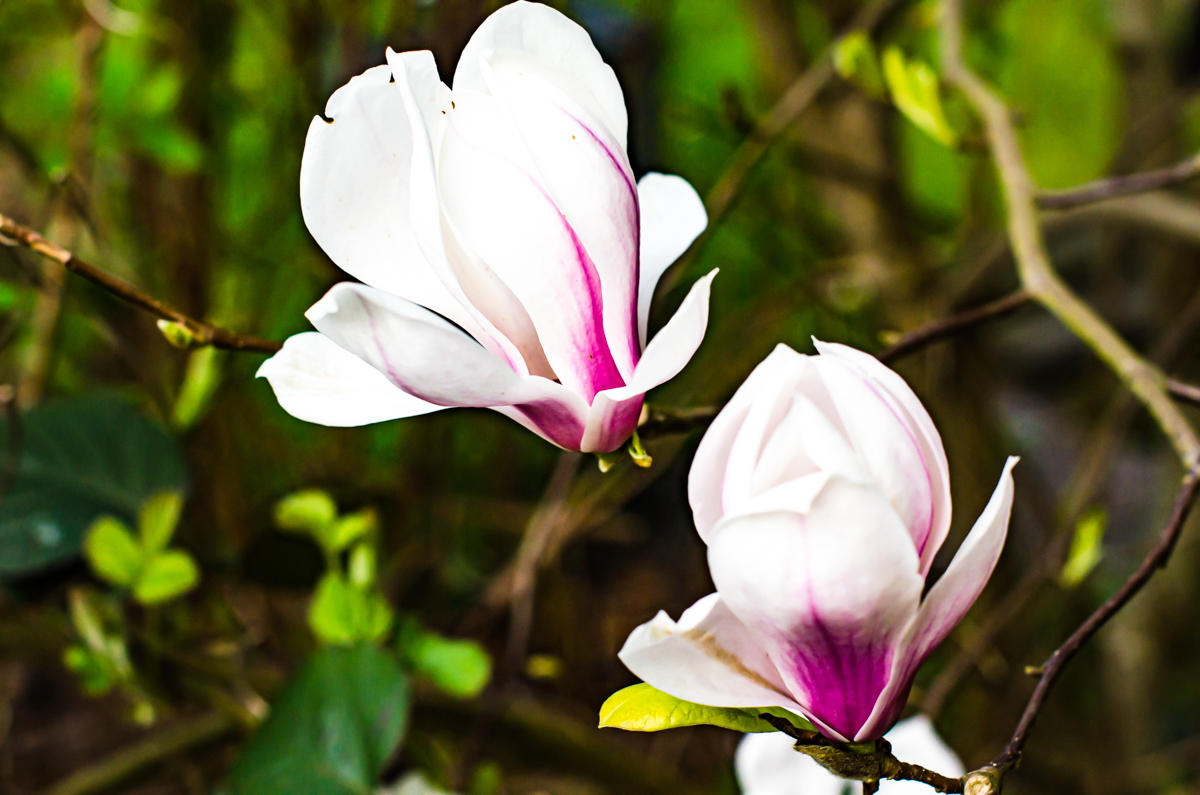 Magnolie weiß 0716