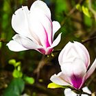 Magnolie weiß 0716