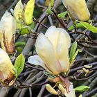 Magnolie Yellow Lantern