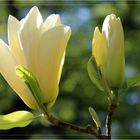 Magnolie "Yellow River"