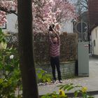 Magnolie zum Frühlingsanfang