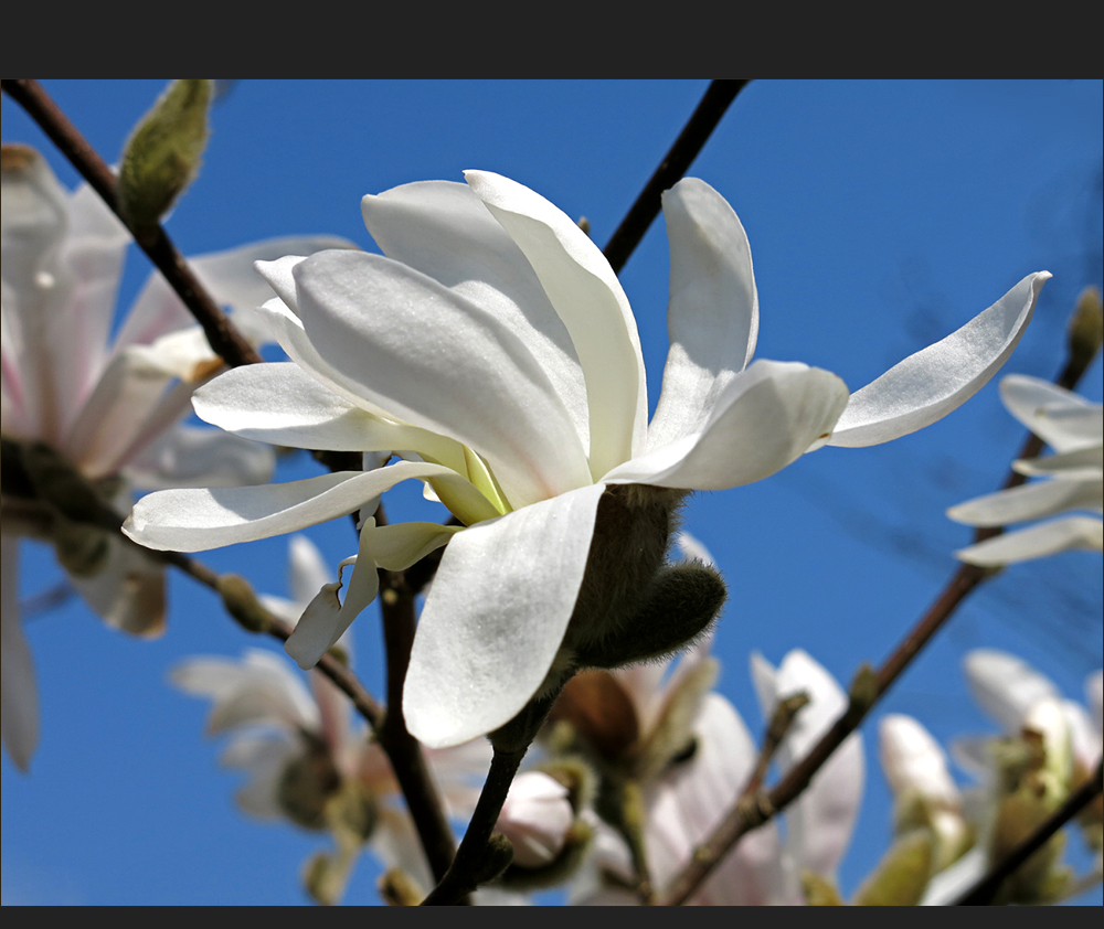 Magnolie zum Mittwoch