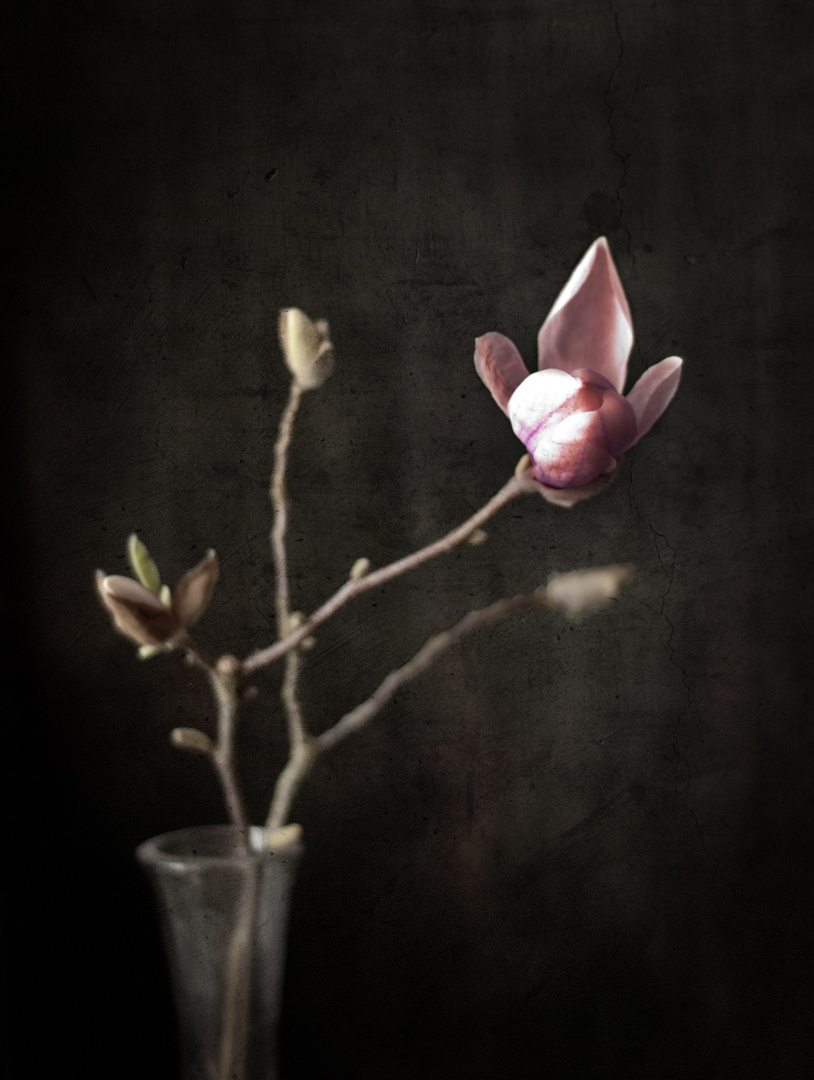 magnolie16druck