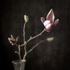 magnolie16druck