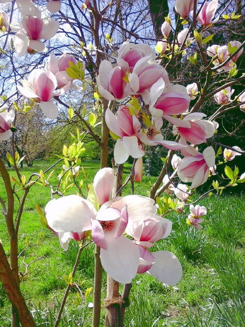 Magnolieblüte 1