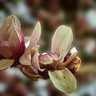 Magnolieblüte