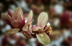 Magnolieblüte