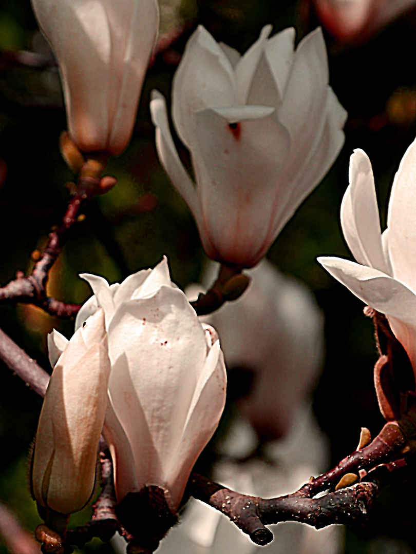 Magnolieblüte im Sonnenlicht.