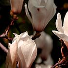 Magnolieblüte im Sonnenlicht.