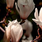 Magnolieblüte im Sonnenlicht.