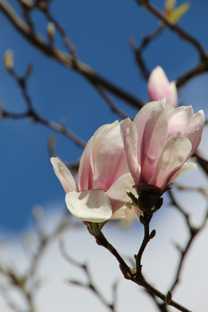 Magnolieblüten