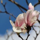 Magnolieblüten