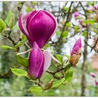 Magnolien .....