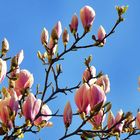 Magnolien