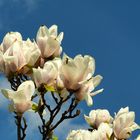 Magnolien...