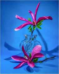 Magnolien ...