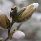 Magnolien 