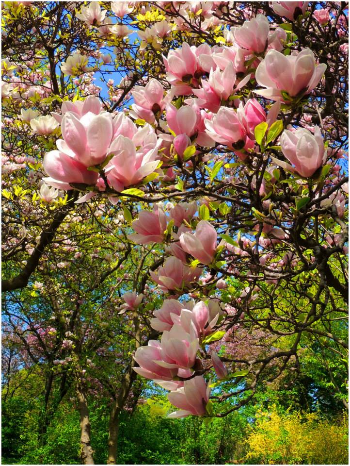 Magnolien