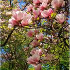 Magnolien