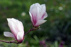 Magnolien