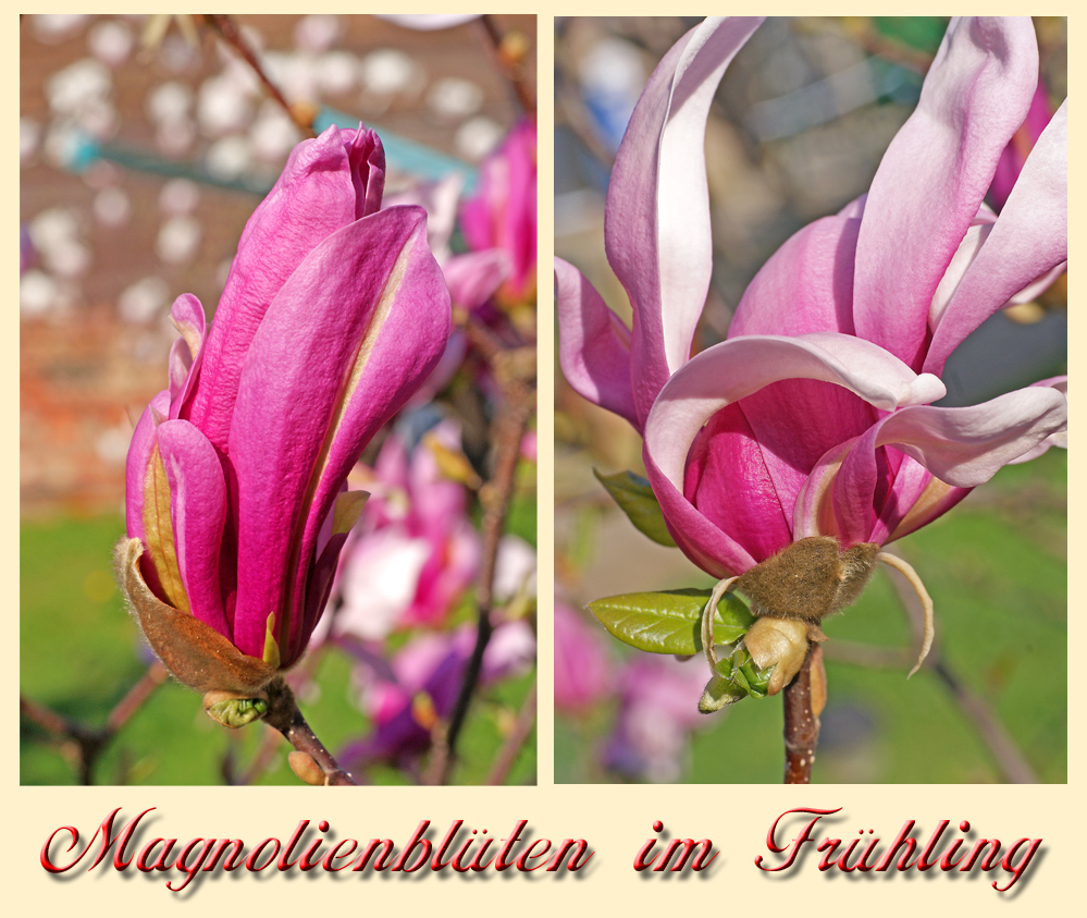 Magnolien