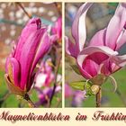 Magnolien