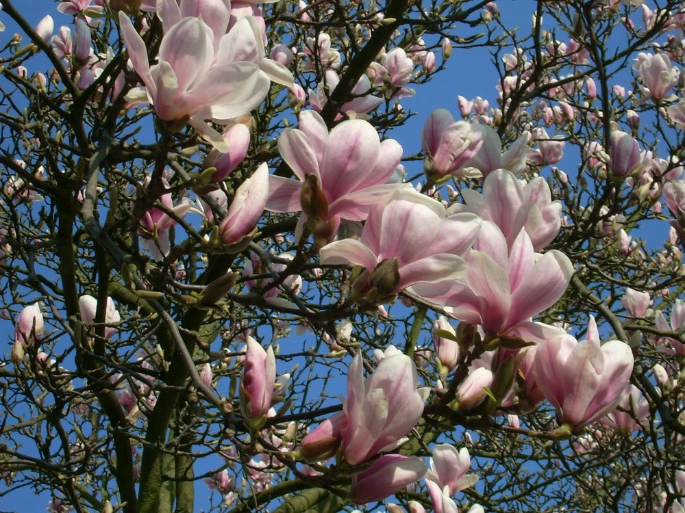 Magnolien