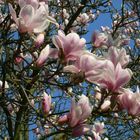 Magnolien