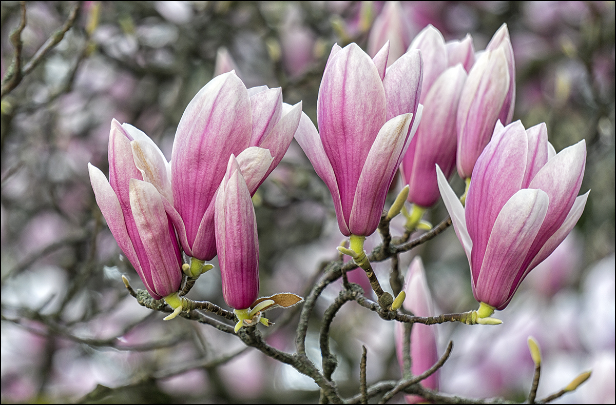 Magnolien...