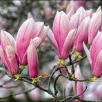 Magnolien...