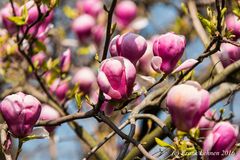 Magnolien