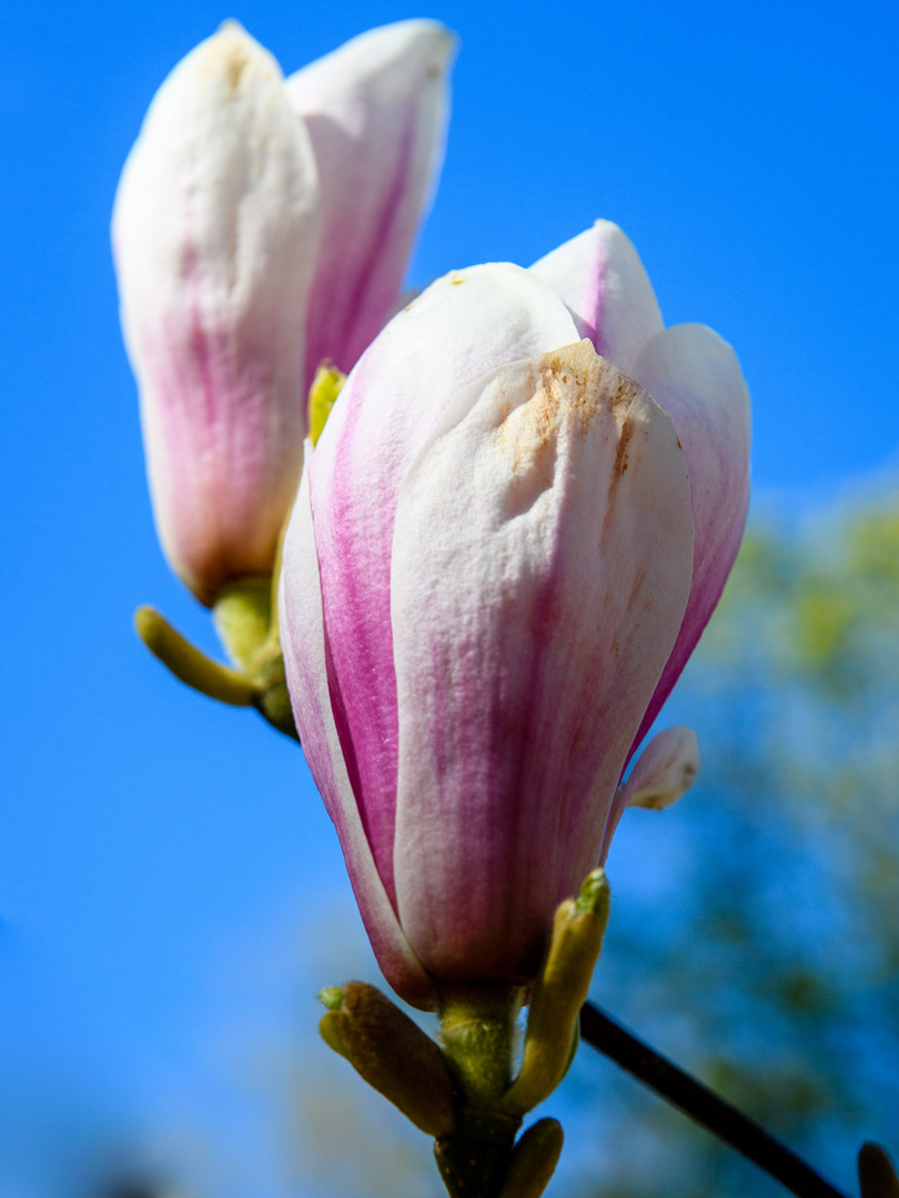 Magnolien 1