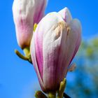 Magnolien 1