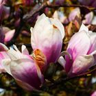 Magnolien 