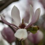 Magnolien 1/2