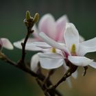 Magnolien 