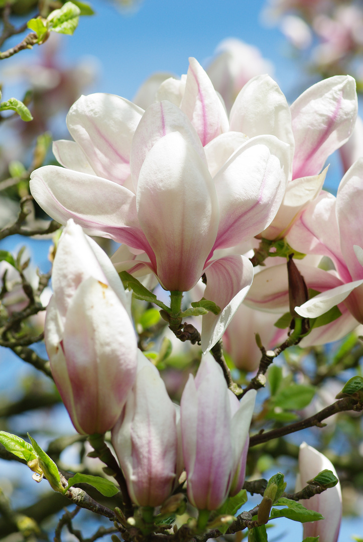 Magnolien