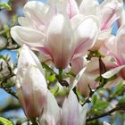 Magnolien